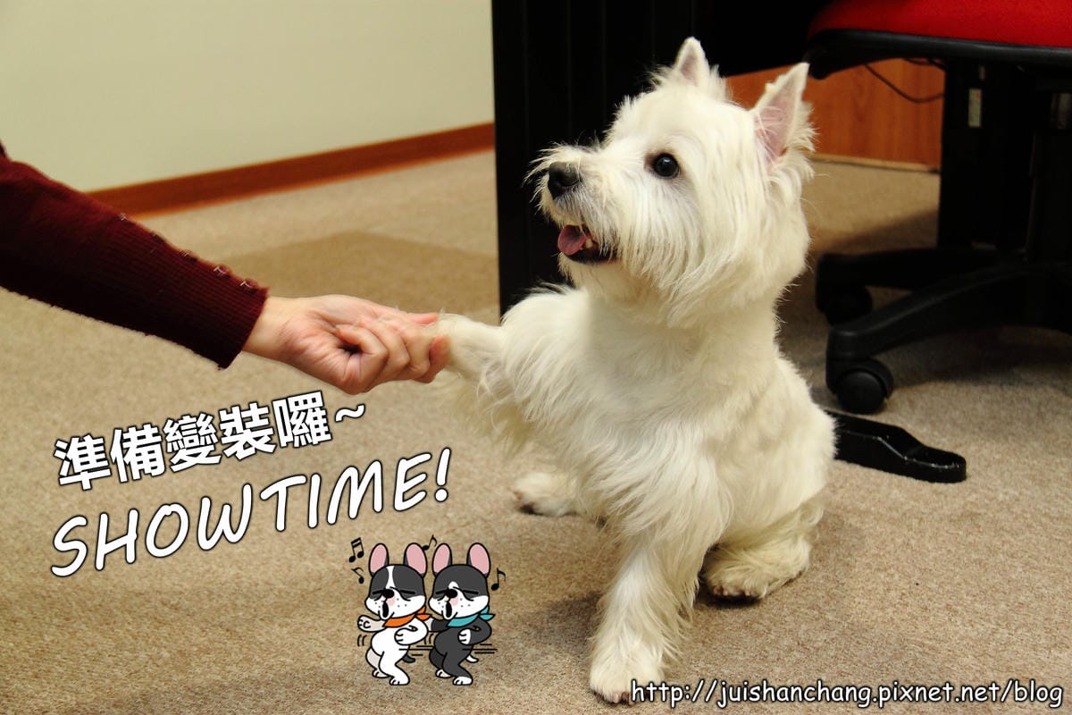【廣宣‖寵物】Puppy Castle – 帕彼創意寵物生活館～狗狗過新年穿新衣，Showtime！