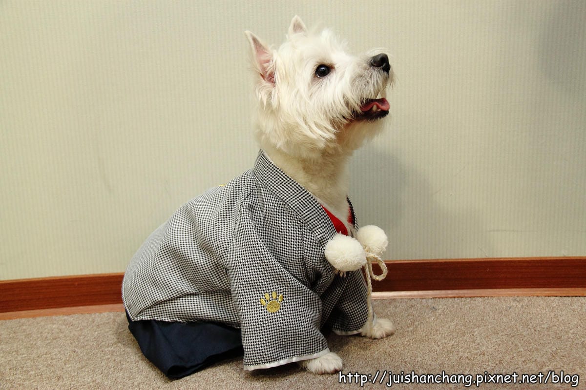 【廣宣‖寵物】Puppy Castle – 帕彼創意寵物生活館～狗狗過新年穿新衣，Showtime！