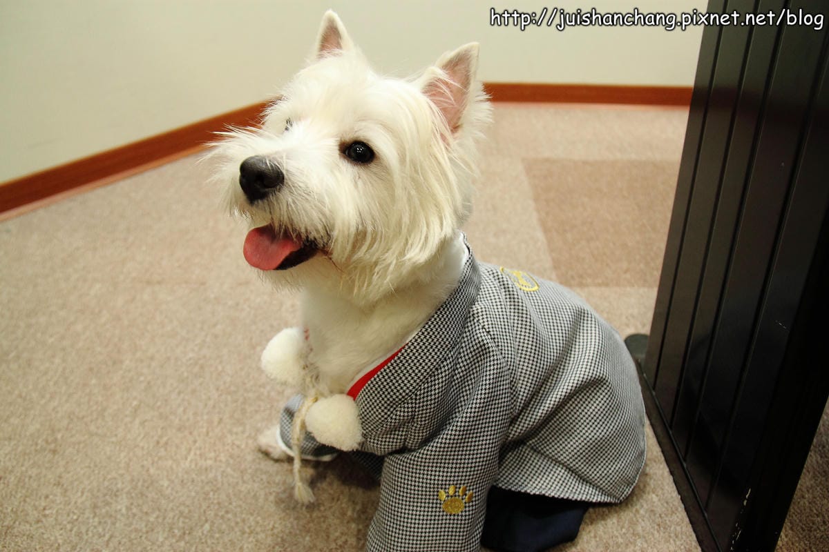 【廣宣‖寵物】Puppy Castle – 帕彼創意寵物生活館～狗狗過新年穿新衣，Showtime！