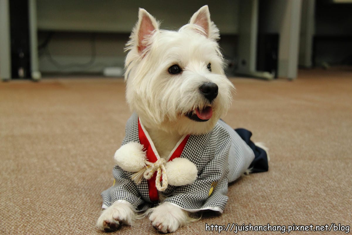 【廣宣‖寵物】Puppy Castle – 帕彼創意寵物生活館～狗狗過新年穿新衣，Showtime！