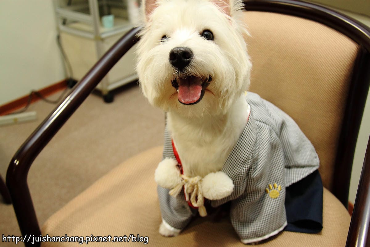 【廣宣‖寵物】Puppy Castle – 帕彼創意寵物生活館～狗狗過新年穿新衣，Showtime！