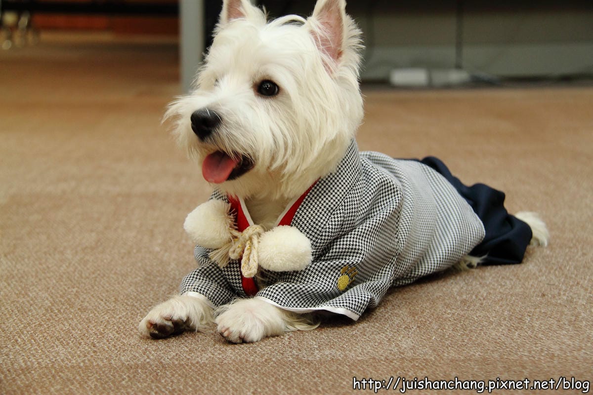 【廣宣‖寵物】Puppy Castle – 帕彼創意寵物生活館～狗狗過新年穿新衣，Showtime！