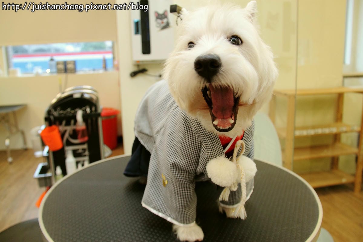 【廣宣‖寵物】Puppy Castle – 帕彼創意寵物生活館～狗狗過新年穿新衣，Showtime！