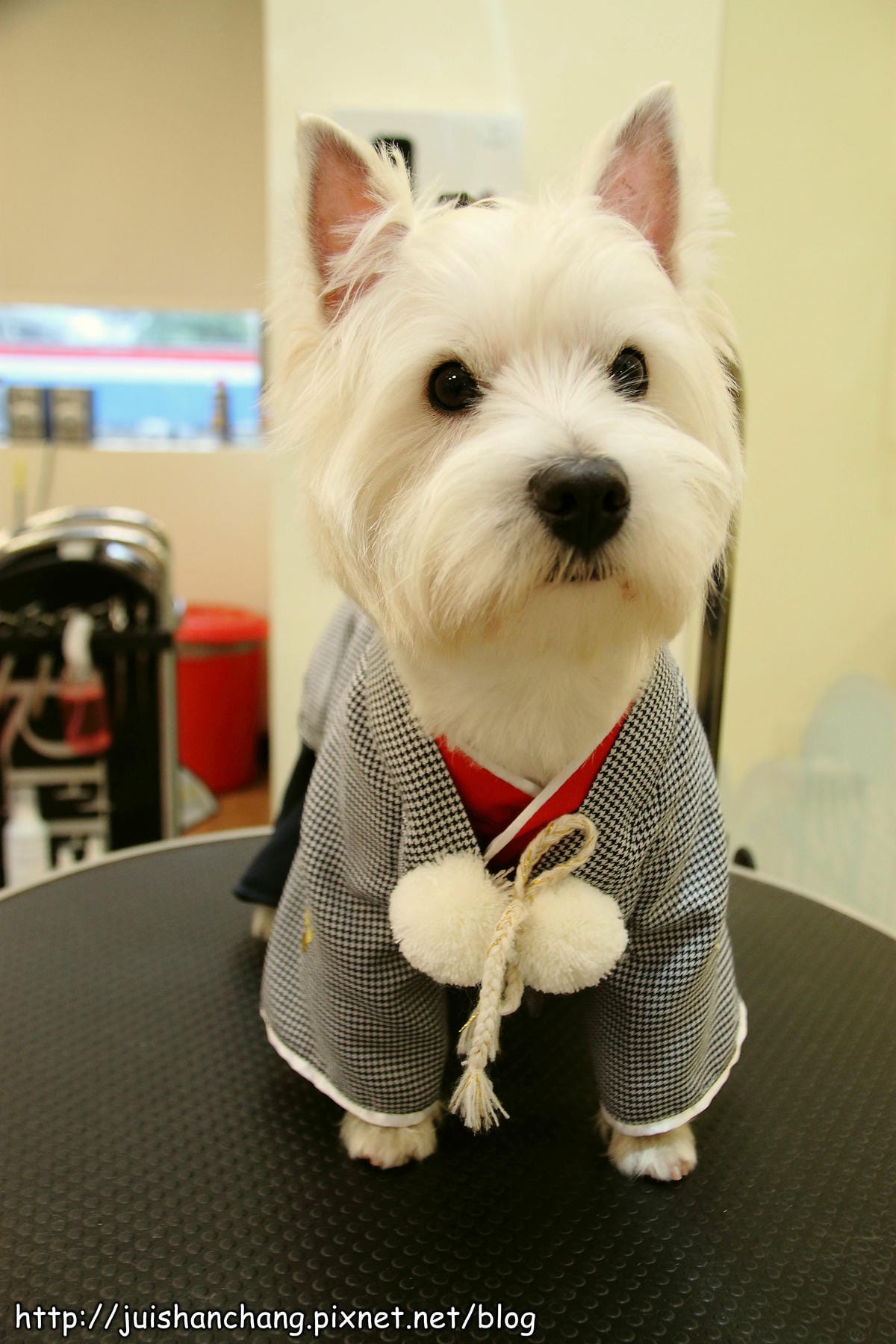 【廣宣‖寵物】Puppy Castle – 帕彼創意寵物生活館～狗狗過新年穿新衣，Showtime！