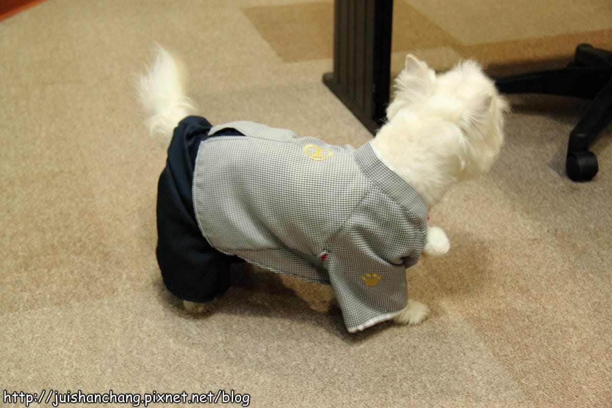 【廣宣‖寵物】Puppy Castle – 帕彼創意寵物生活館～狗狗過新年穿新衣，Showtime！