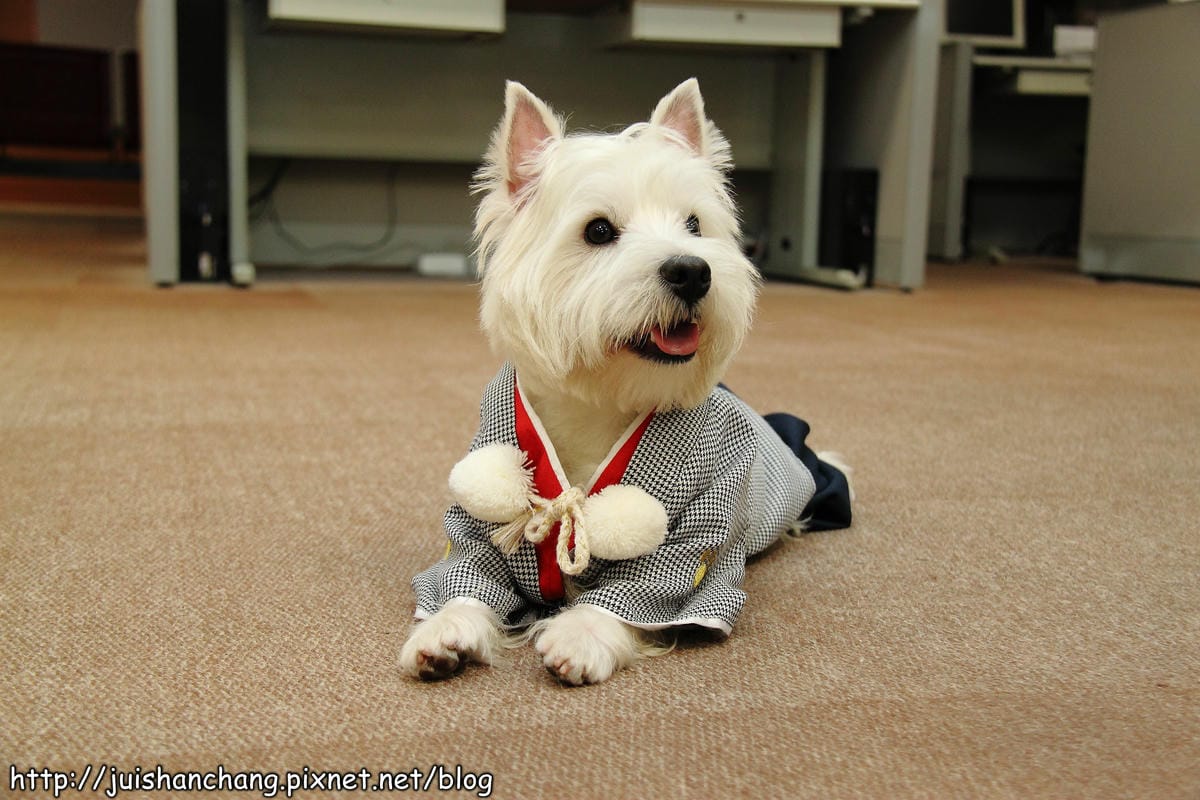 【廣宣‖寵物】Puppy Castle – 帕彼創意寵物生活館～狗狗過新年穿新衣，Showtime！