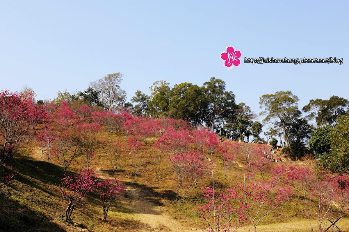 【遊‖台中】大坑濁水巷櫻花林～滿山櫻花綻放，來場粉紅色浪漫約會♥♥♥