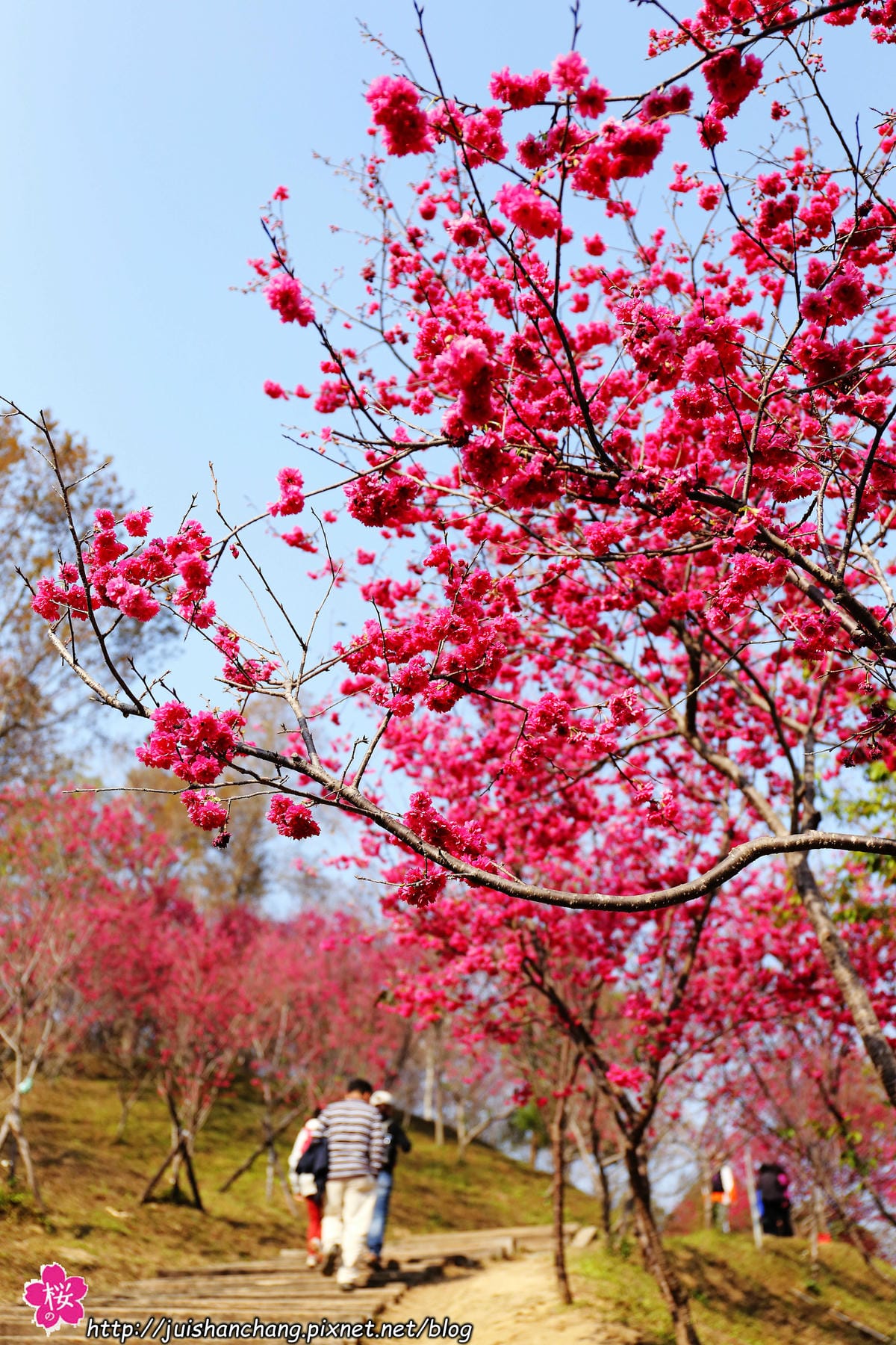 【遊‖台中】大坑濁水巷櫻花林～滿山櫻花綻放，來場粉紅色浪漫約會♥♥♥