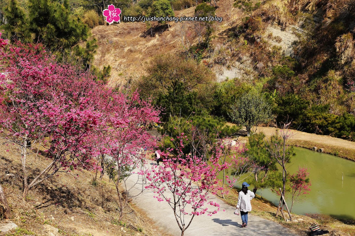 【遊‖台中】大坑濁水巷櫻花林～滿山櫻花綻放，來場粉紅色浪漫約會♥♥♥
