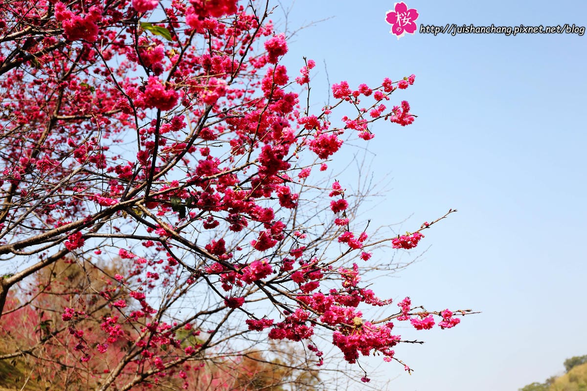 【遊‖台中】大坑濁水巷櫻花林～滿山櫻花綻放，來場粉紅色浪漫約會♥♥♥