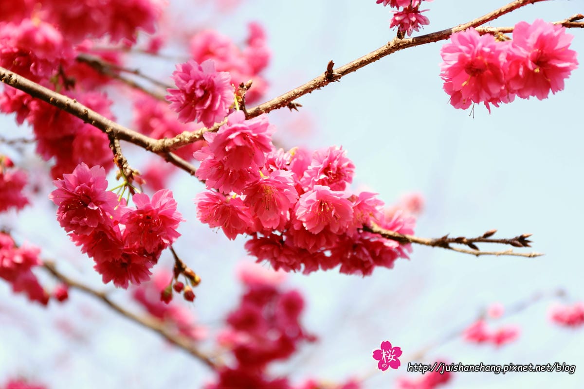 【遊‖台中】大坑濁水巷櫻花林～滿山櫻花綻放，來場粉紅色浪漫約會♥♥♥