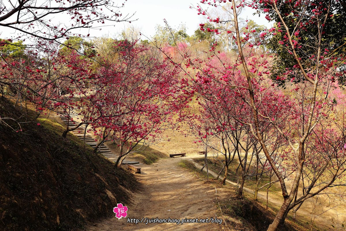 【遊‖台中】大坑濁水巷櫻花林～滿山櫻花綻放，來場粉紅色浪漫約會♥♥♥