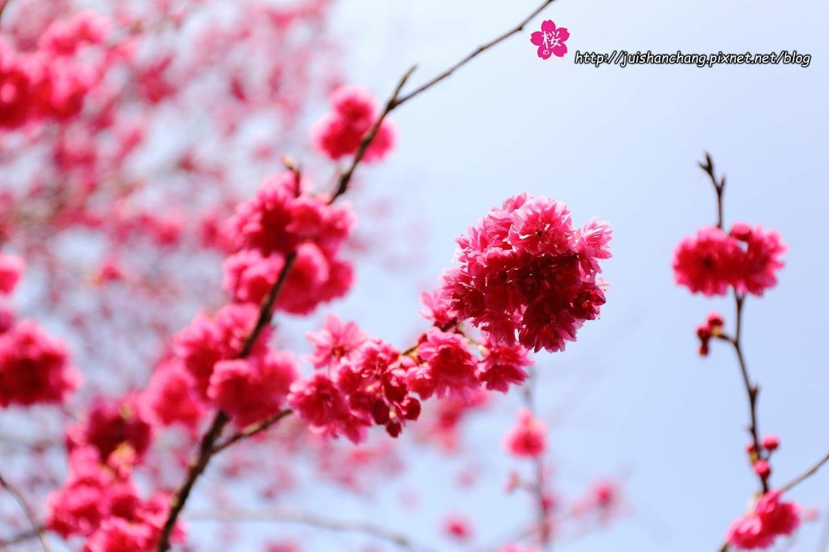【遊‖台中】大坑濁水巷櫻花林～滿山櫻花綻放，來場粉紅色浪漫約會♥♥♥