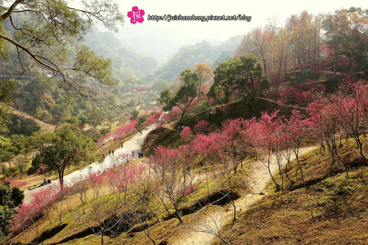 【遊‖台中】大坑濁水巷櫻花林～滿山櫻花綻放，來場粉紅色浪漫約會♥♥♥