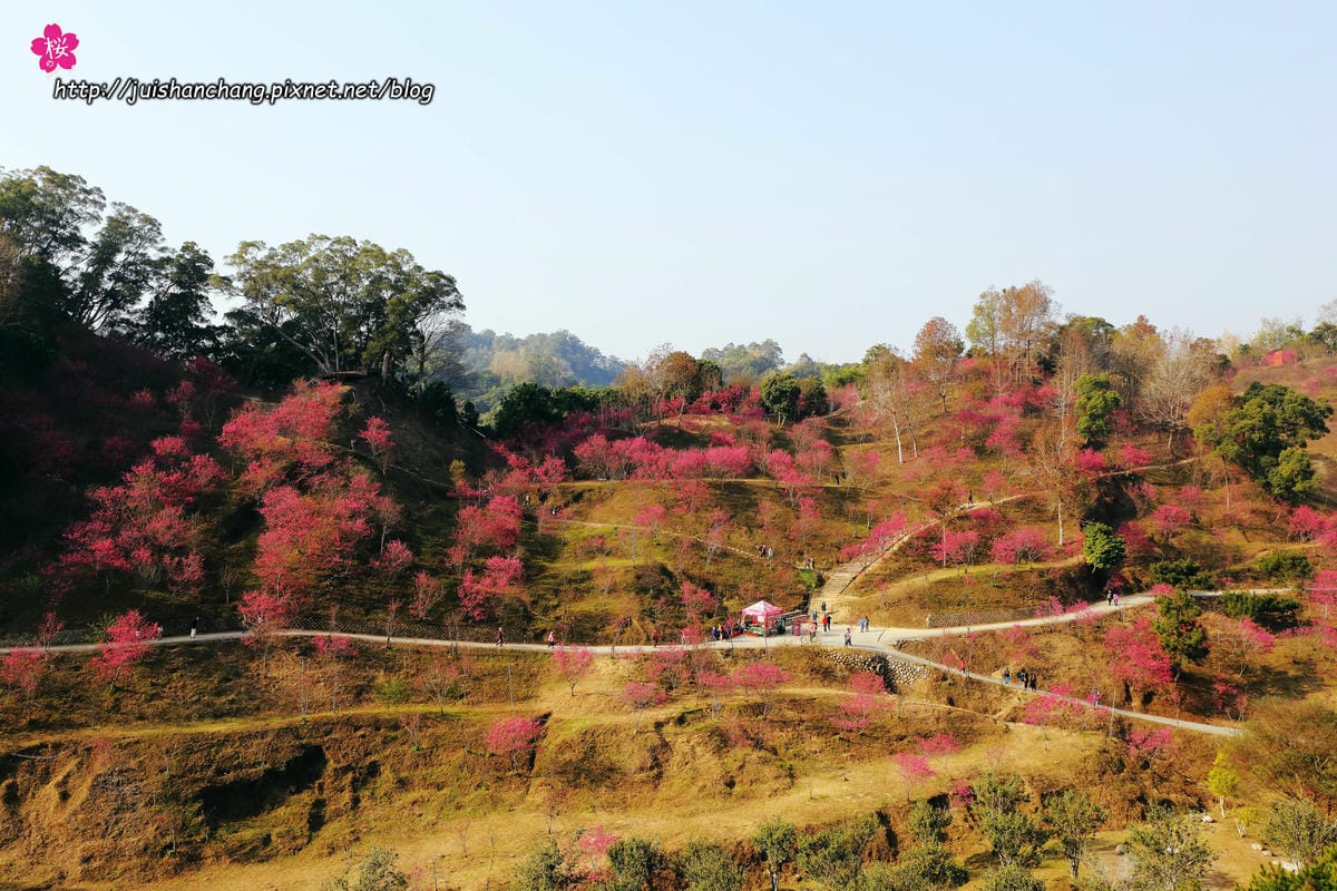 【遊‖台中】大坑濁水巷櫻花林～滿山櫻花綻放，來場粉紅色浪漫約會♥♥♥
