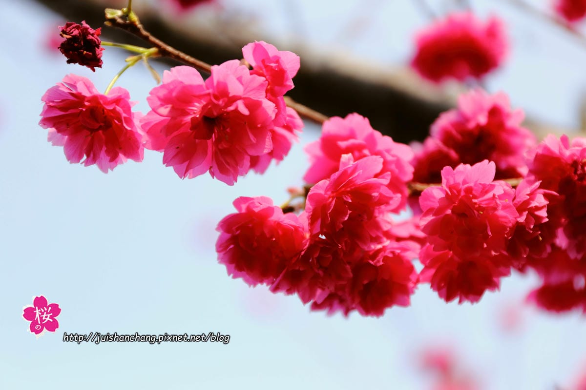 【遊‖台中】大坑濁水巷櫻花林～滿山櫻花綻放，來場粉紅色浪漫約會♥♥♥