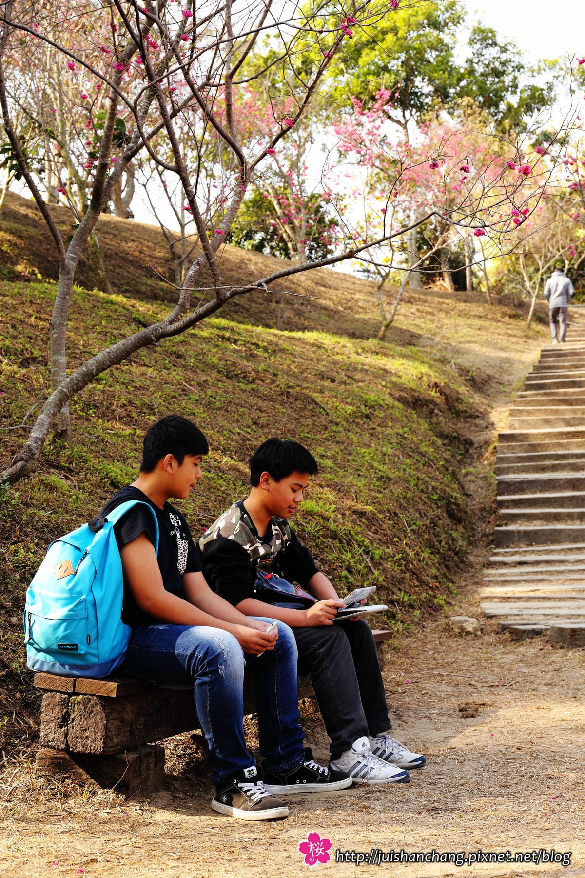【遊‖台中】大坑濁水巷櫻花林～滿山櫻花綻放，來場粉紅色浪漫約會♥♥♥