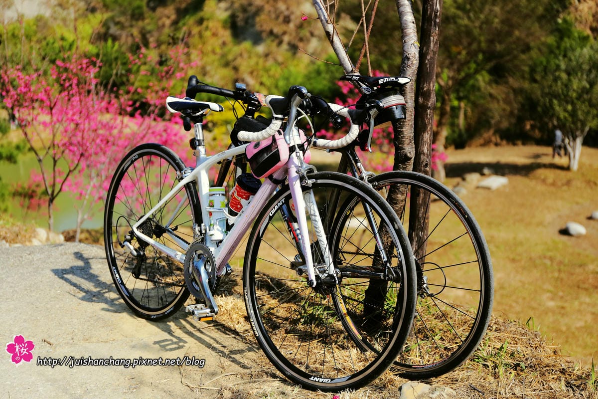 【遊‖台中】大坑濁水巷櫻花林～滿山櫻花綻放，來場粉紅色浪漫約會♥♥♥