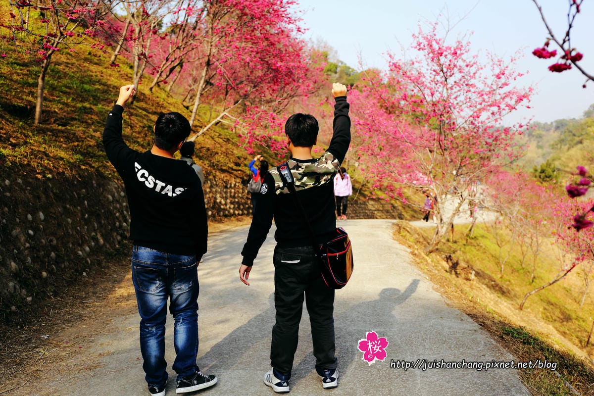 【遊‖台中】大坑濁水巷櫻花林～滿山櫻花綻放，來場粉紅色浪漫約會♥♥♥
