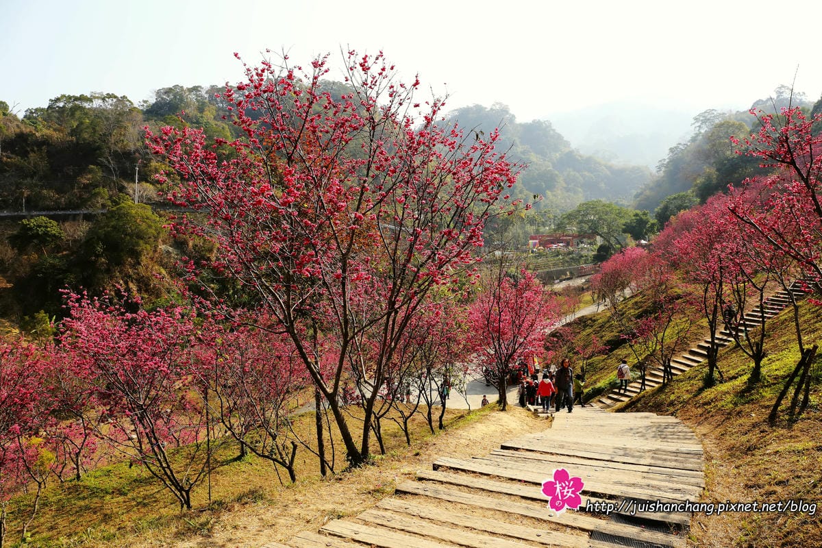 【遊‖台中】大坑濁水巷櫻花林～滿山櫻花綻放，來場粉紅色浪漫約會♥♥♥