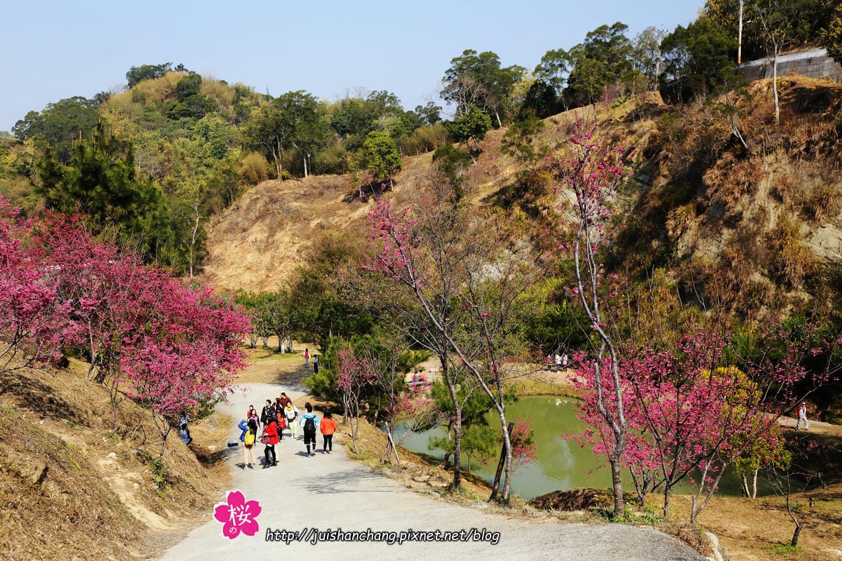【遊‖台中】大坑濁水巷櫻花林～滿山櫻花綻放，來場粉紅色浪漫約會♥♥♥