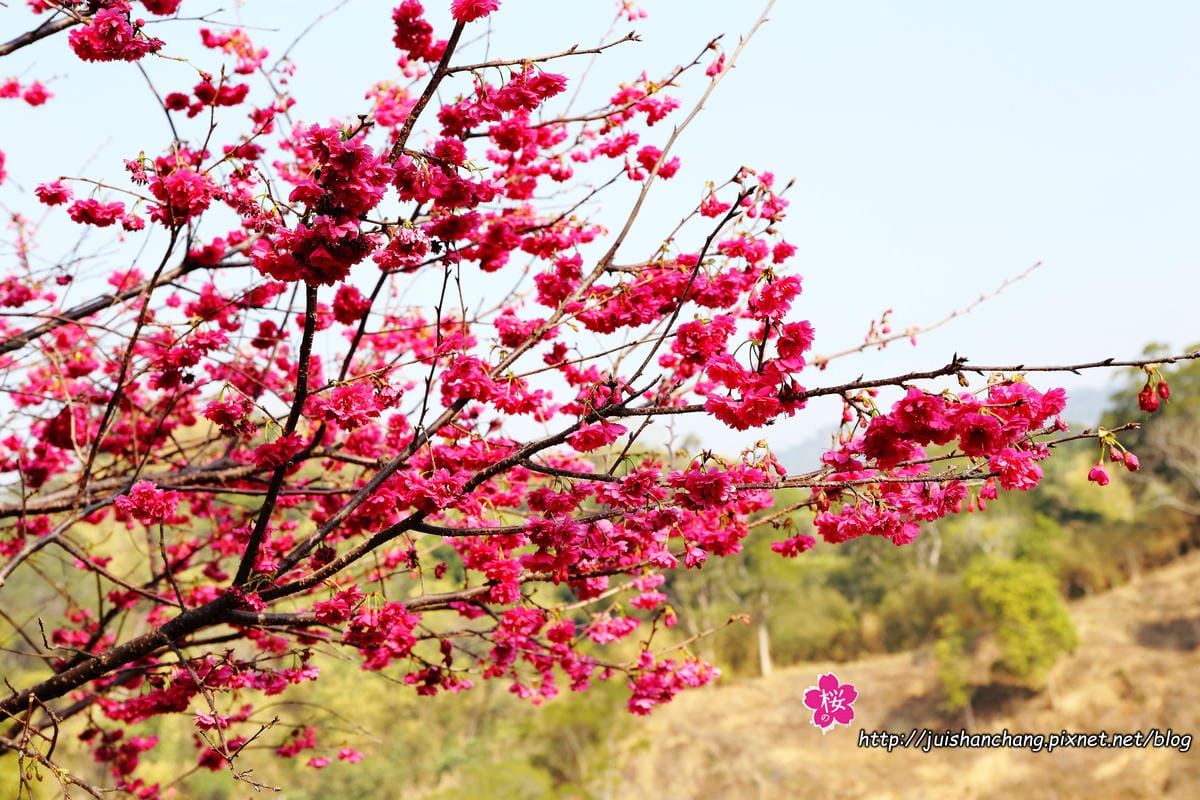 【遊‖台中】大坑濁水巷櫻花林～滿山櫻花綻放，來場粉紅色浪漫約會♥♥♥