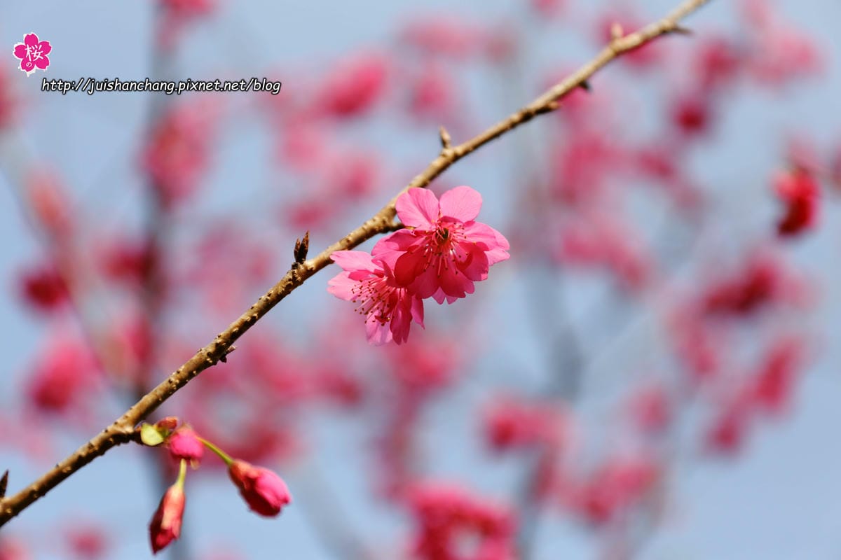 【遊‖台中】大坑濁水巷櫻花林～滿山櫻花綻放，來場粉紅色浪漫約會♥♥♥