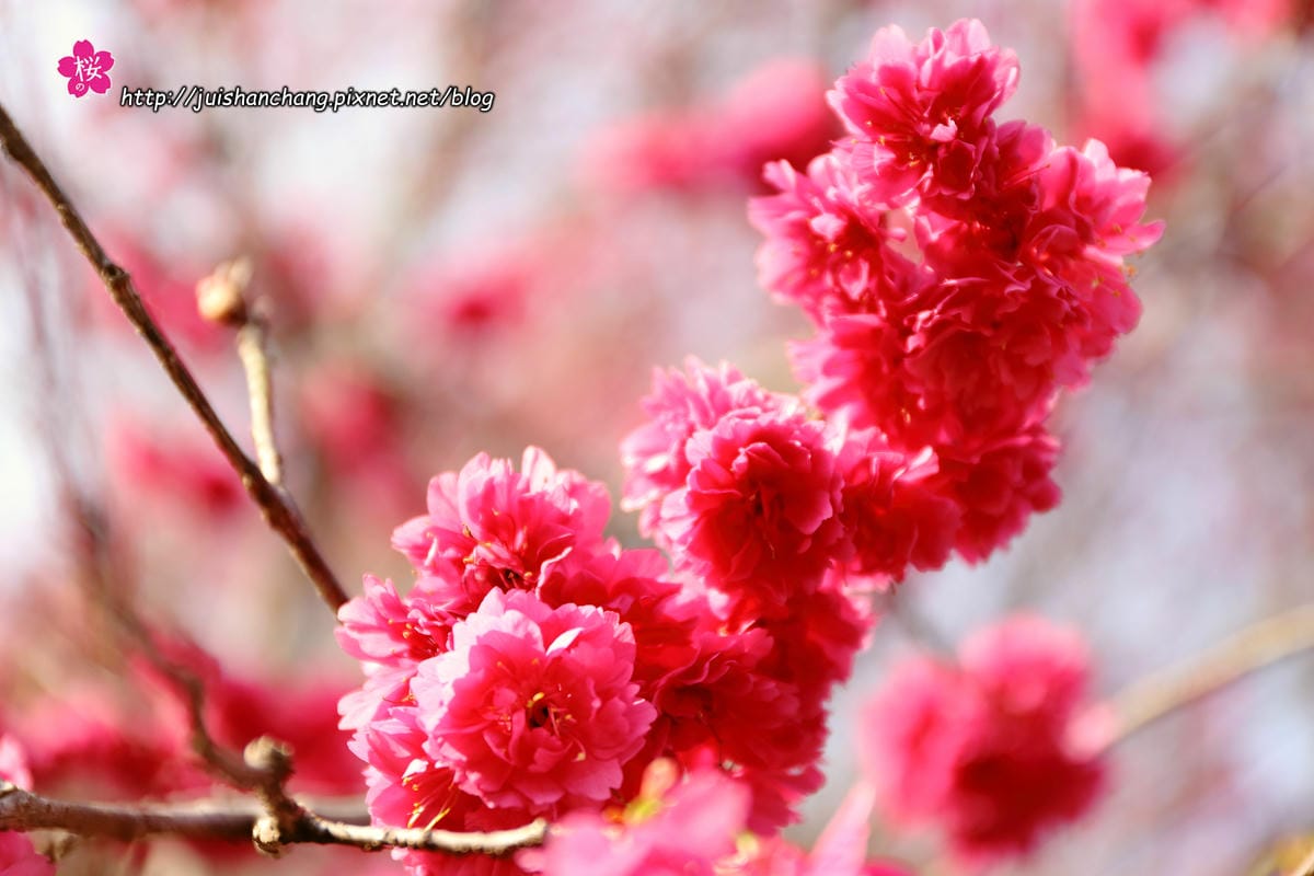 【遊‖台中】大坑濁水巷櫻花林～滿山櫻花綻放，來場粉紅色浪漫約會♥♥♥