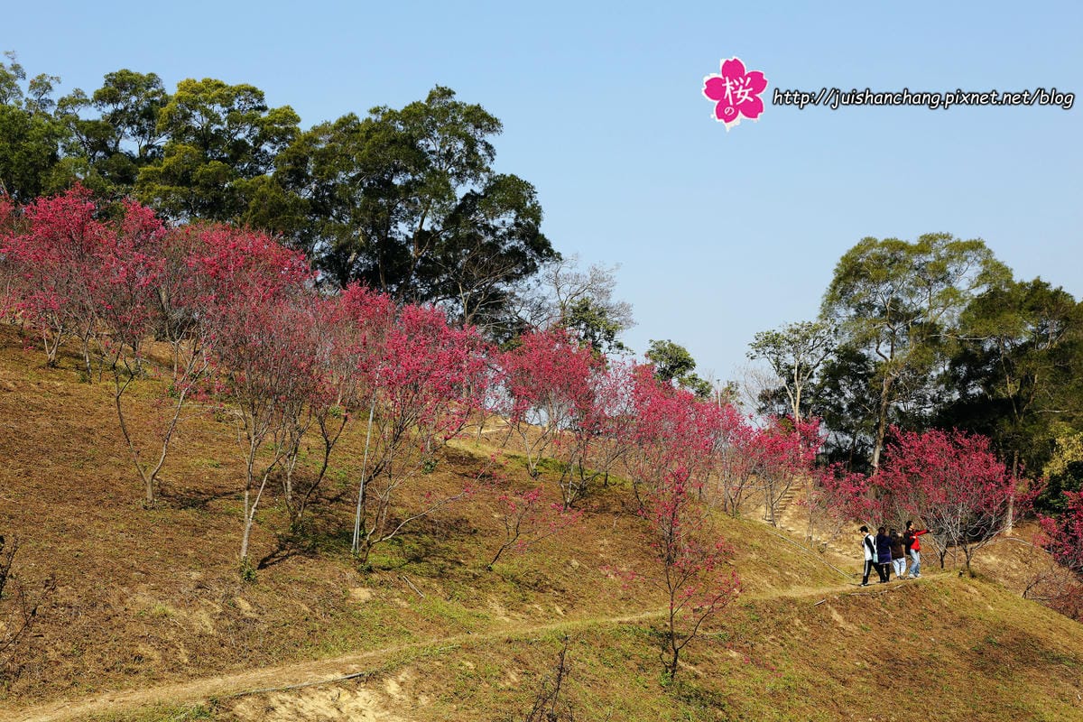 【遊‖台中】大坑濁水巷櫻花林～滿山櫻花綻放，來場粉紅色浪漫約會♥♥♥