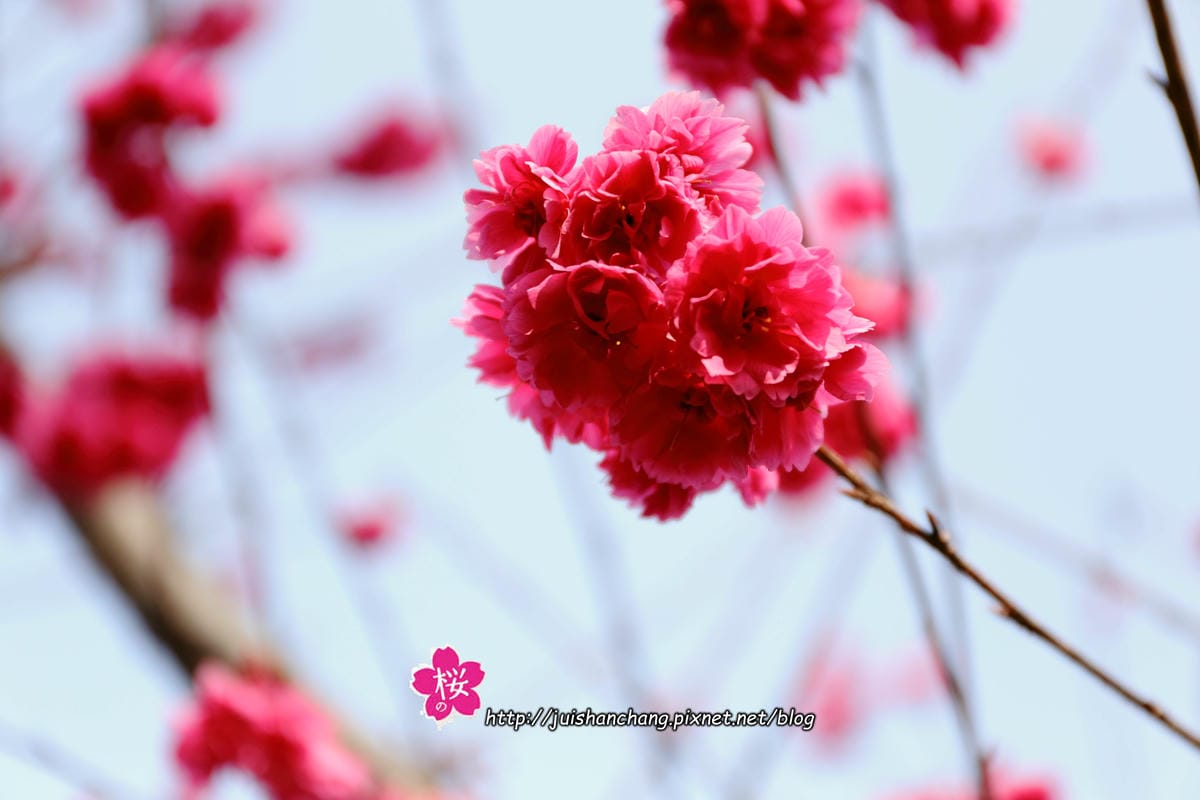 【遊‖台中】大坑濁水巷櫻花林～滿山櫻花綻放，來場粉紅色浪漫約會♥♥♥