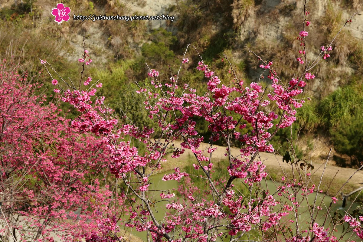 【遊‖台中】大坑濁水巷櫻花林～滿山櫻花綻放，來場粉紅色浪漫約會♥♥♥