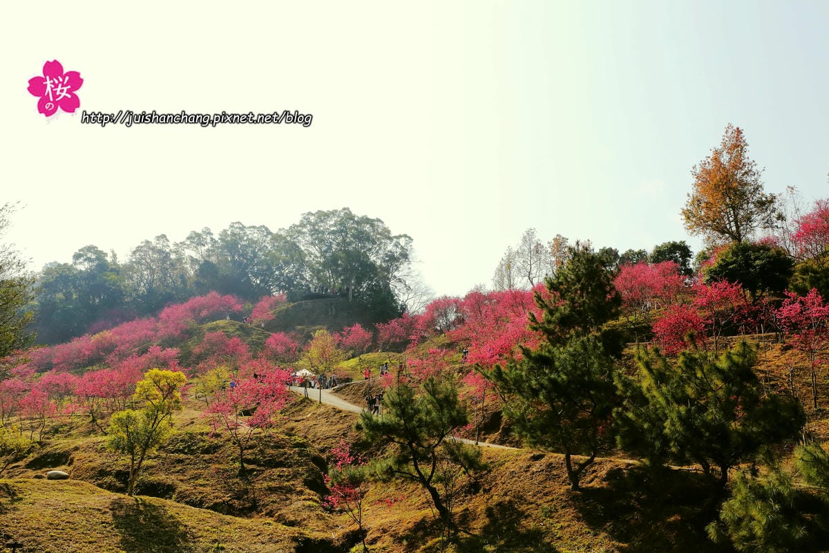 【遊‖台中】大坑濁水巷櫻花林～滿山櫻花綻放，來場粉紅色浪漫約會♥♥♥