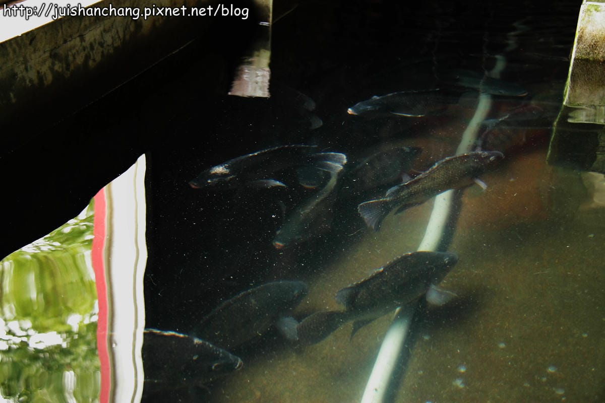 【食‖宜蘭】雷公埤冷泉碳烤～宜蘭隱藏版美食，大嗑烤魚，現撈ㄟ才敢大聲！