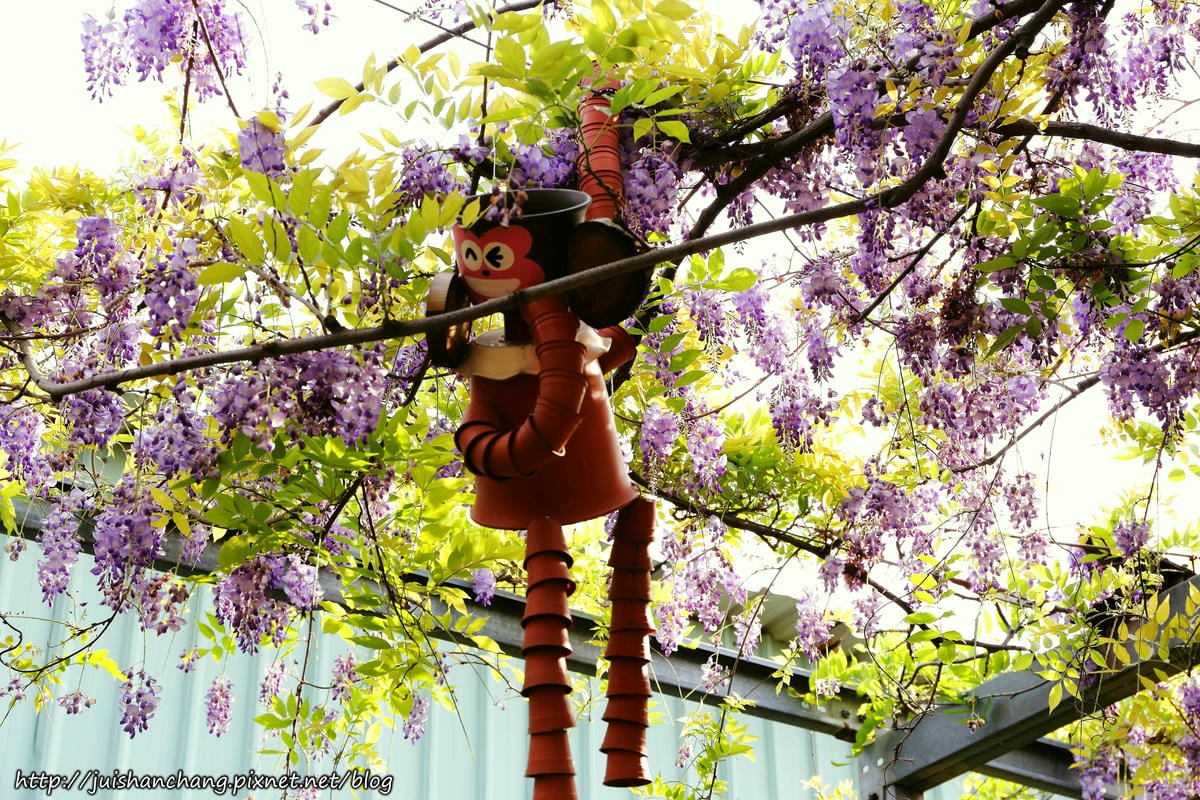 【遊║台北】台北花卉村～不用衝嘉義瑞里，台北就有超夢幻紫藤花！