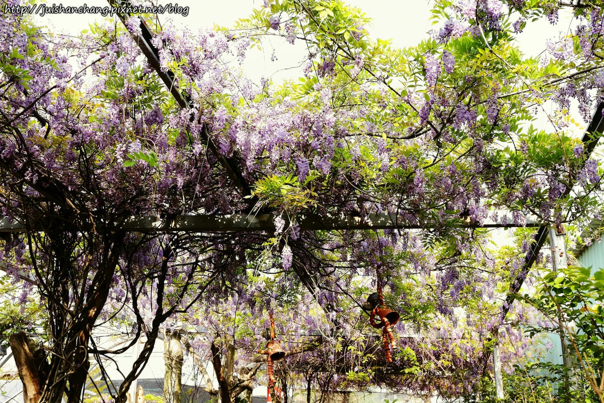【遊║台北】台北花卉村～不用衝嘉義瑞里，台北就有超夢幻紫藤花！