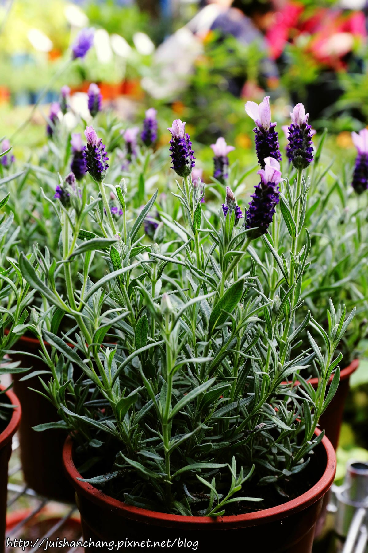 【遊║台北】台北花卉村～不用衝嘉義瑞里，台北就有超夢幻紫藤花！