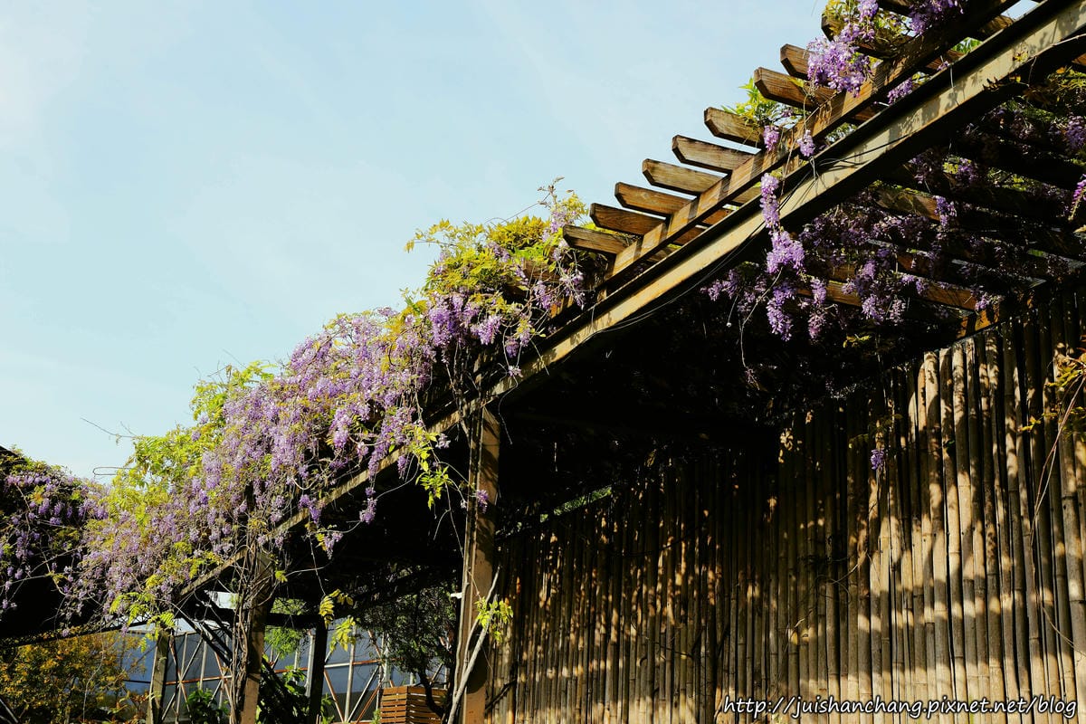 【遊║台北】台北花卉村～不用衝嘉義瑞里，台北就有超夢幻紫藤花！