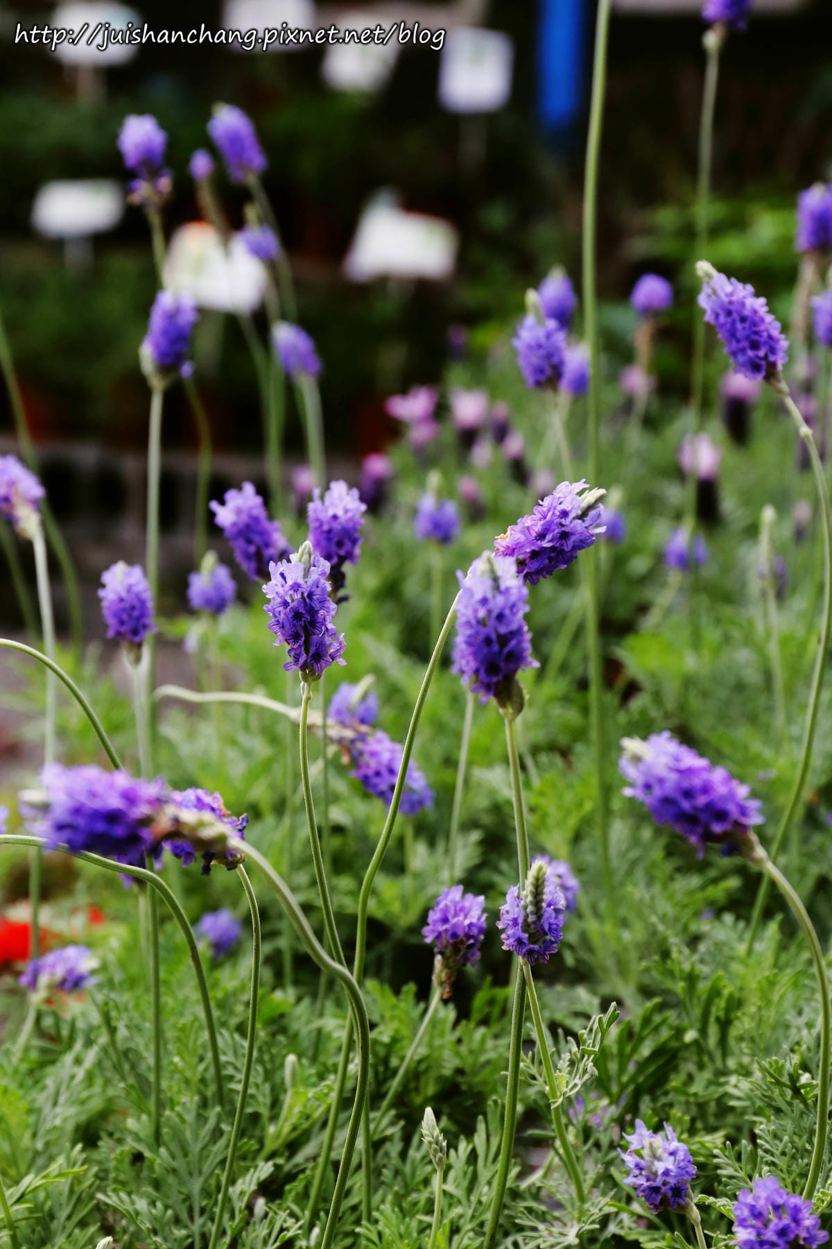 【遊║台北】台北花卉村～不用衝嘉義瑞里，台北就有超夢幻紫藤花！