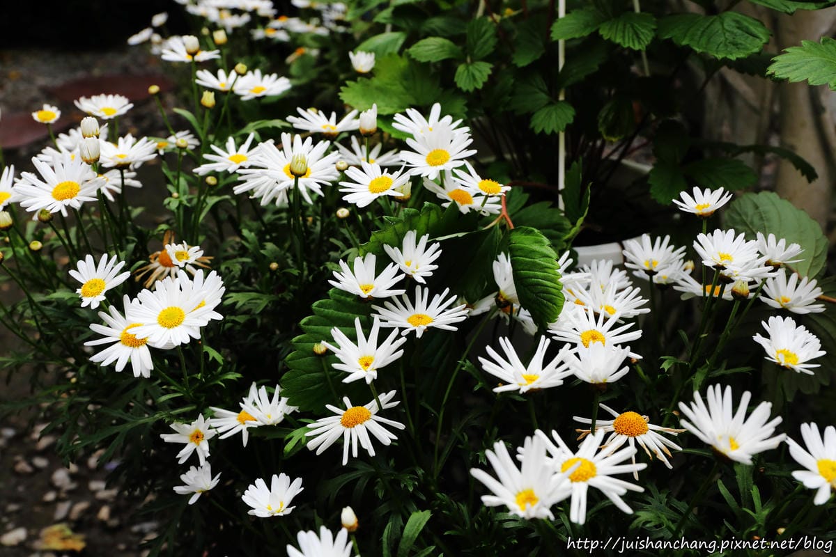 【遊║台北】台北花卉村～不用衝嘉義瑞里，台北就有超夢幻紫藤花！