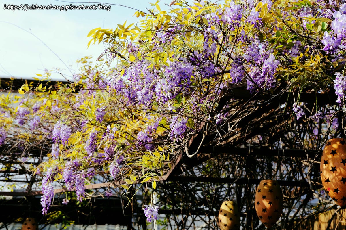 【遊║台北】台北花卉村～不用衝嘉義瑞里，台北就有超夢幻紫藤花！