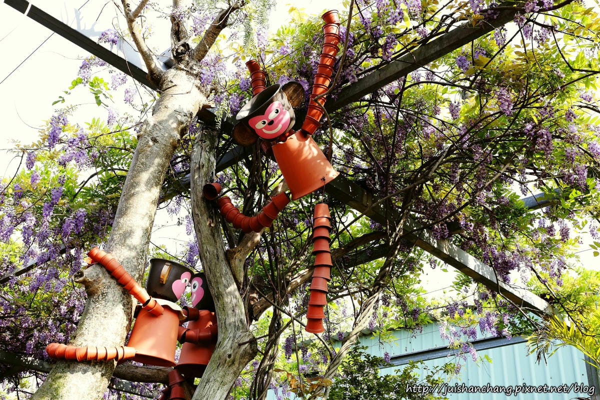【遊║台北】台北花卉村～不用衝嘉義瑞里，台北就有超夢幻紫藤花！