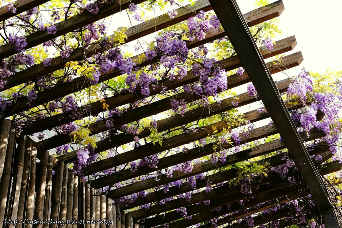【遊║台北】台北花卉村～不用衝嘉義瑞里，台北就有超夢幻紫藤花！