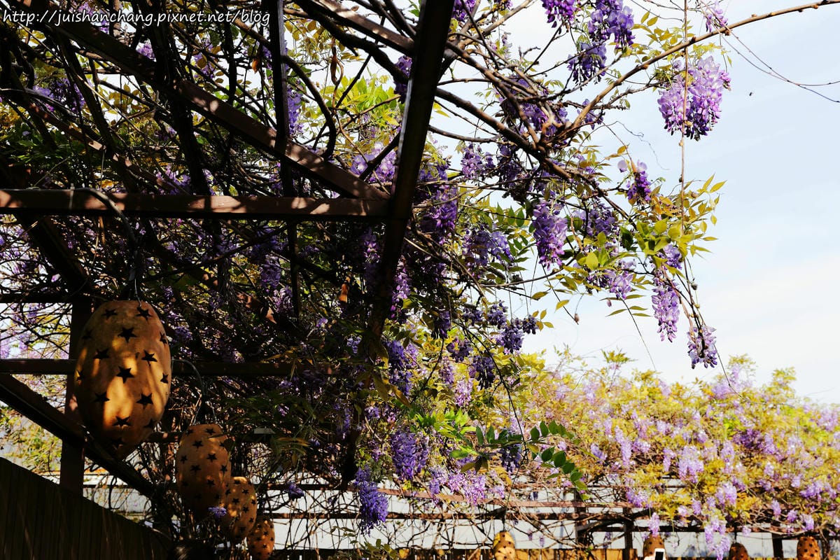 【遊║台北】台北花卉村～不用衝嘉義瑞里，台北就有超夢幻紫藤花！