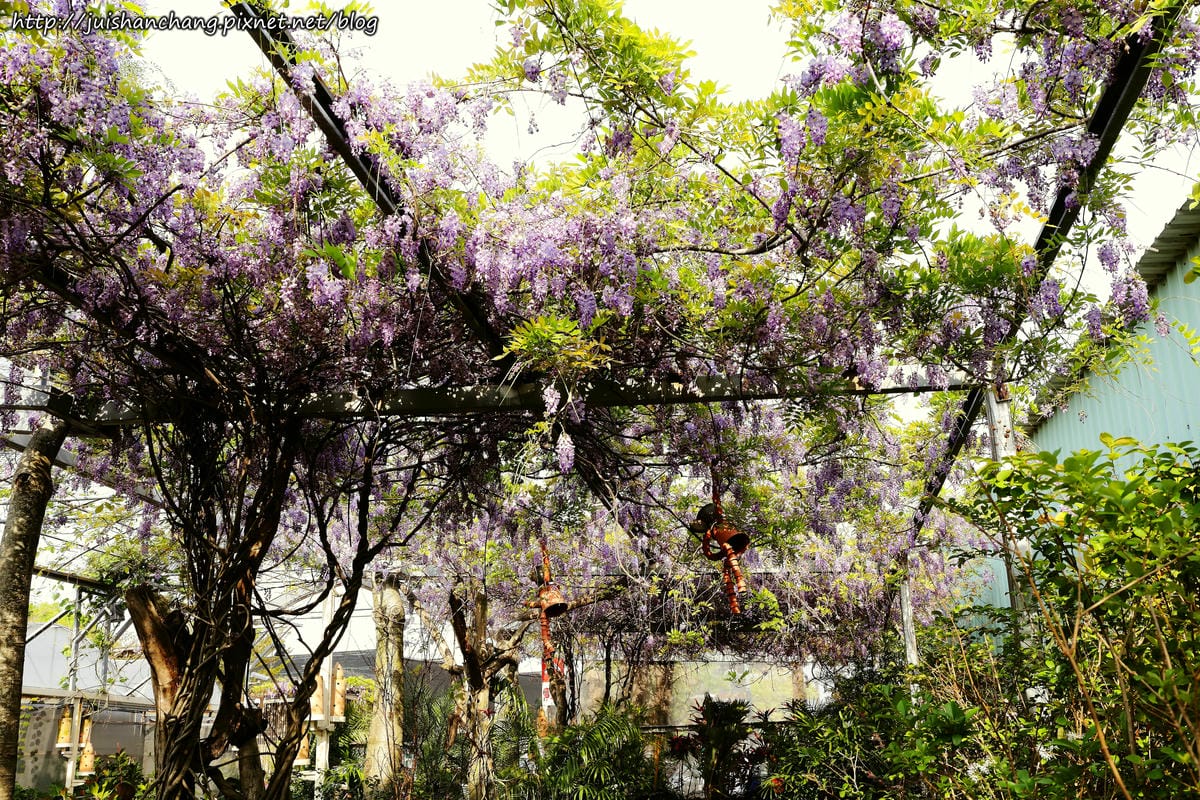 【遊║台北】台北花卉村～不用衝嘉義瑞里，台北就有超夢幻紫藤花！