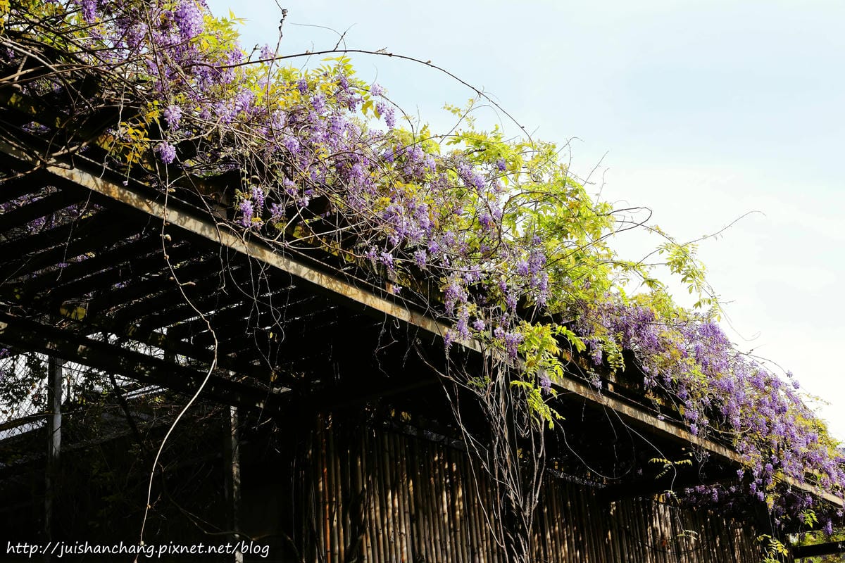 【遊║台北】台北花卉村～不用衝嘉義瑞里，台北就有超夢幻紫藤花！