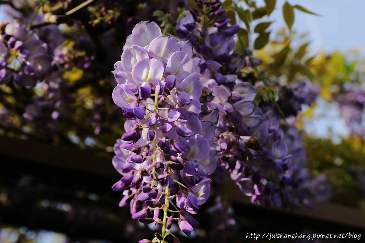 【遊║台北】台北花卉村～不用衝嘉義瑞里，台北就有超夢幻紫藤花！