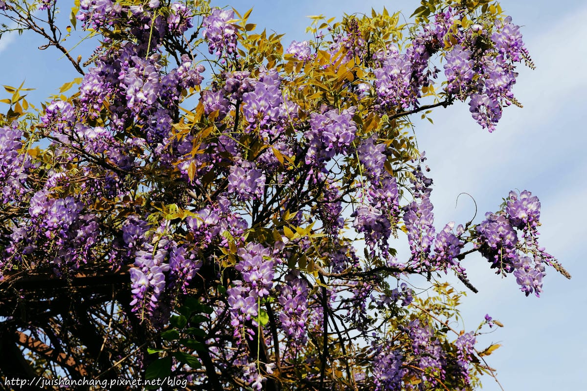 【遊║台北】台北花卉村～不用衝嘉義瑞里，台北就有超夢幻紫藤花！