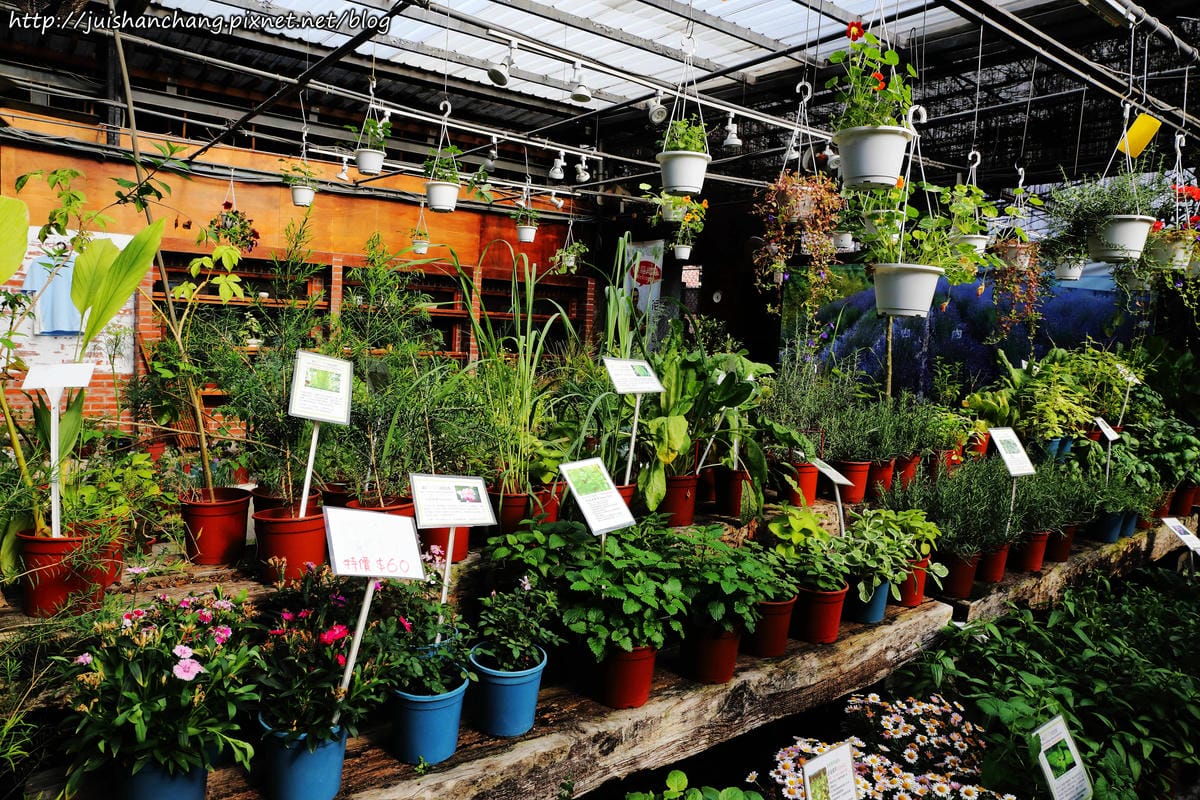 【遊║台北】台北花卉村～不用衝嘉義瑞里，台北就有超夢幻紫藤花！