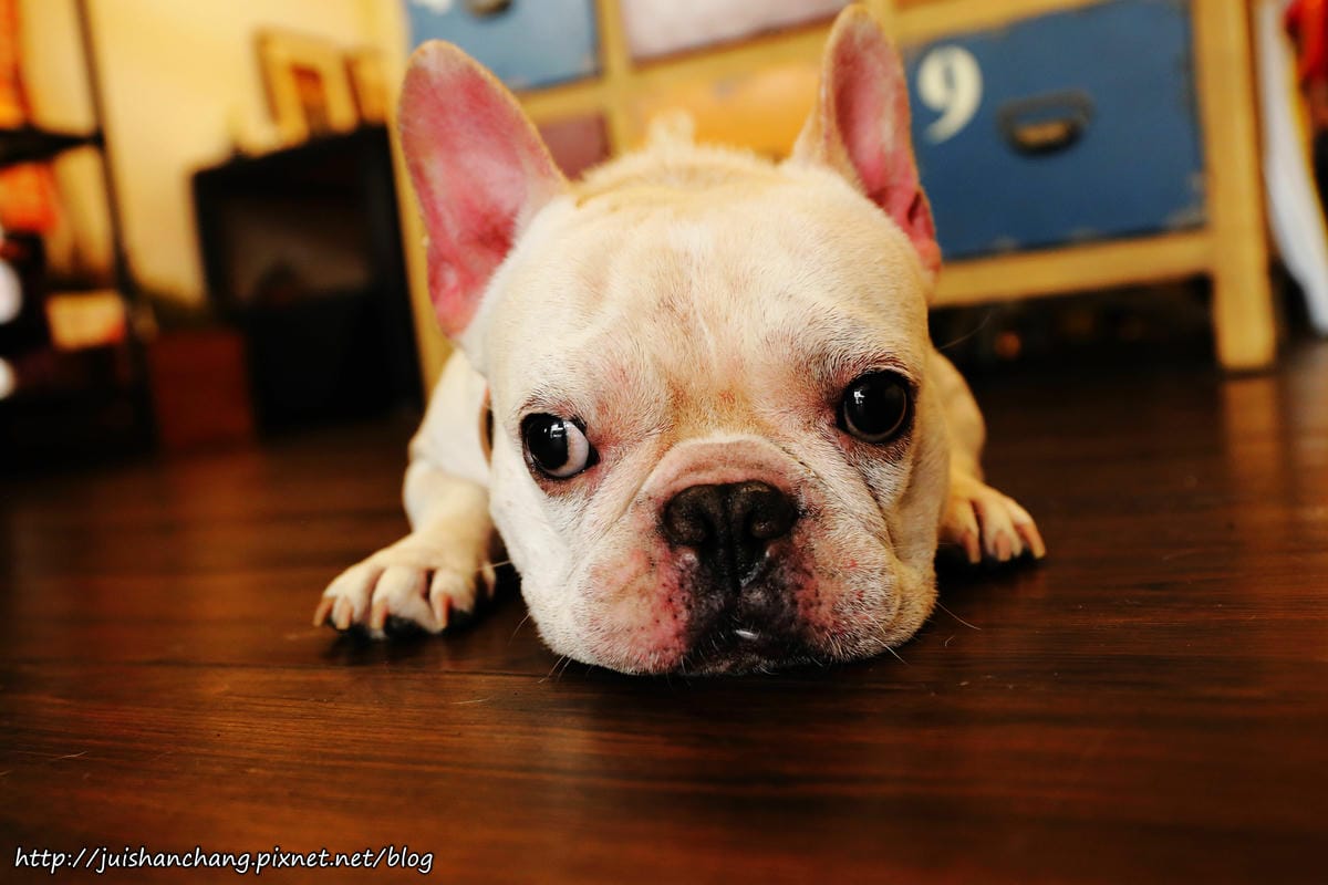 【食║台北】南西六號公寓～鐵鍋鬆餅與狗店長Peko的親密時光，吠～