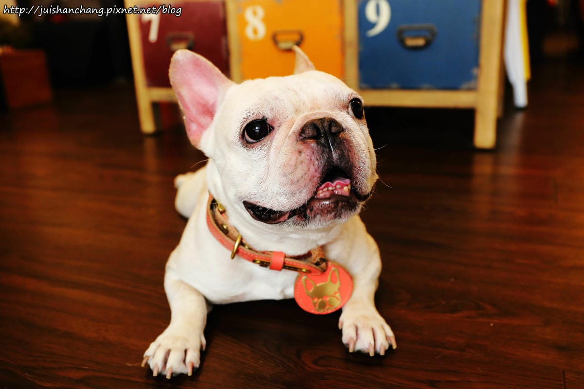 【食║台北】南西六號公寓～鐵鍋鬆餅與狗店長Peko的親密時光，吠～